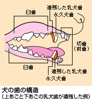 ̎̍\i゠Ɖ̓cj