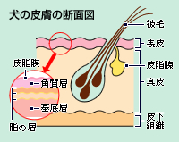���̔畆�̒f�ʐ}